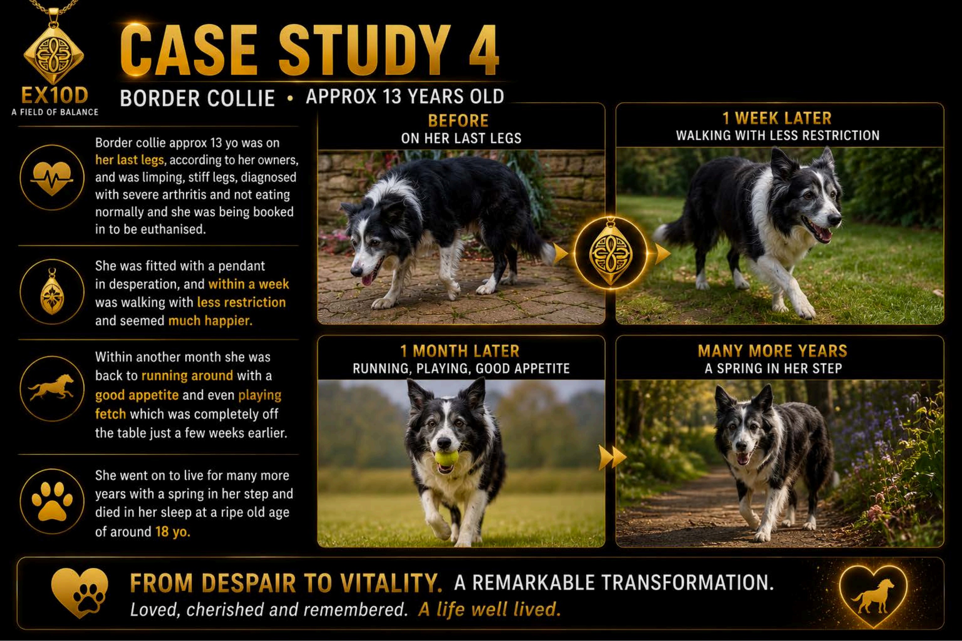 Border Collie — From Despair to Vitality